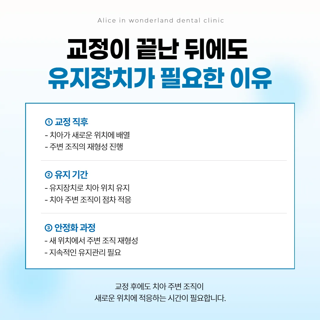 유지 장치가 새 자리의 치아를 붙잡는 동안 둘레 뼈가 차츰 단단해지는 과정을 그린 그림